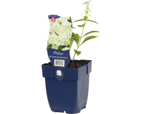 Flox metlinatý FloraSelf Phlox paniculata 'Sweet Summer Snow' výška 5-20 cm kvetináč 0,5 l