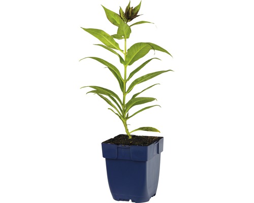 Modrá črepníková rastlina so zelenými listami a púčikmi