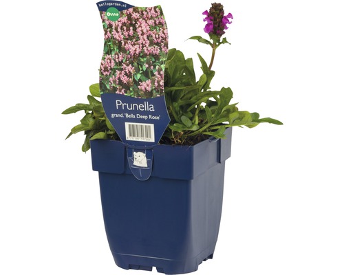 Náprstník veľkokvetý FloraSelf Prunella grandiflora 'Bella Deep Rose' 10-25 cm kvetináč 0,5 l