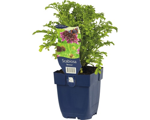 Hlaváč tmavonachový FloraSelf Scabiosa atropurpurea 'Barocca' 5-80 cm kvetináč 0,5 l Škarda Barocca v kvetináči
