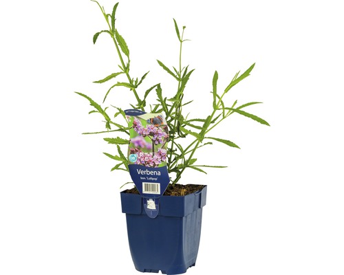 Železník argentínsky FloraSelf Verbena bonariensis 'Lollipop' 5-60 cm kvetináč 0,5 l