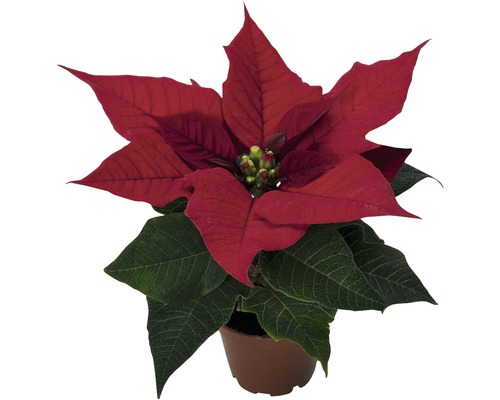 Vianočná hviezda Poinsettia kvetináč Ø 6 cm