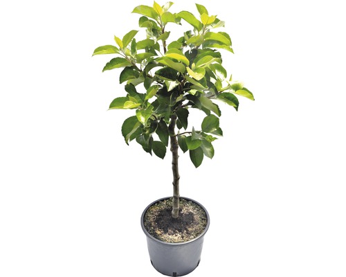 Jabloň v kvetináči