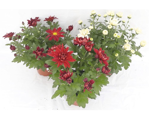 Chryzantéma pravá Chrysanthemum indicum riadená kvetináč Ø 14 cm 1 ks, rôzne farby Chryzantémy v kvetináčoch s červenými a bielymi kvetmi