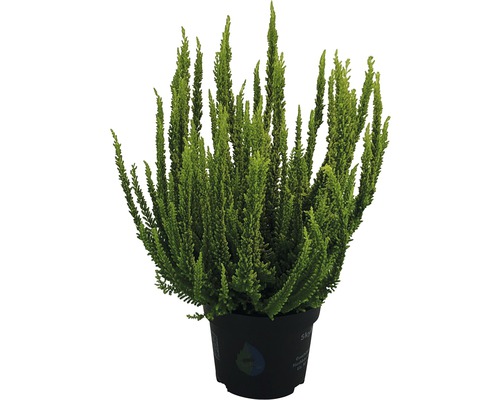 Vres obyčajný FloraSelf Calluna vulgaris 'Skyline' kvetináč Ø 13 cm