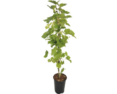 Vinič hroznorodý v kvetináči so zelenými listami