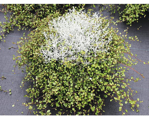 Rastlina Muehlenbeckia s kríkom Leucophyte