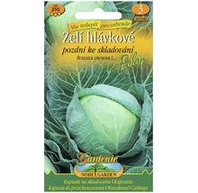 Balenie semien hlávkovej kapusty