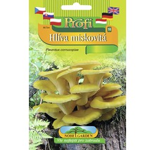 Balenie semien hlivy miskovitej