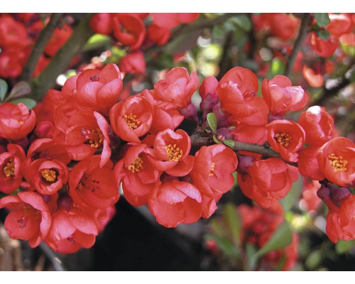 Dulovec nádherný FloraSelf Chaenomeles superba 'Pink Lady' výška 50-60 cm kvetináč 5 l 1 ks