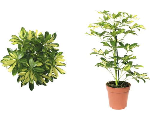 Šeflera dlaňolistá FloraSelf Schefflera arboricola „Gerda“ 45-55 cm Ø 13 cm kvetináč Šeflera izbová rastlina v kvetináči, pohľad zhora a zboku