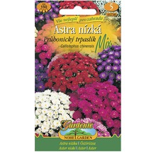 Balenie semien kvetov Aster nízka Průhonice trpaslík