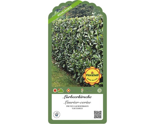 Vavrínovec, trváca rastlina