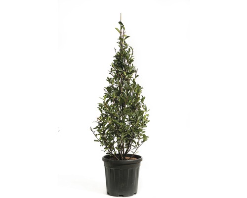 Červienka FloraSelf Photinia fraseri 'Robusta Compacta' 100-125 cm kvetináč 20 l Vavrínový strom v kvetináči do záhrady
