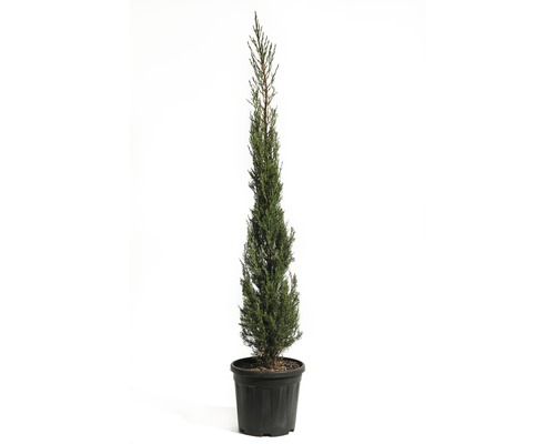 Cyprus vždyzelený FloraSelf Cupressus sempervirens 'Pyramidalis' 125-150 cm kvetináč 15 l