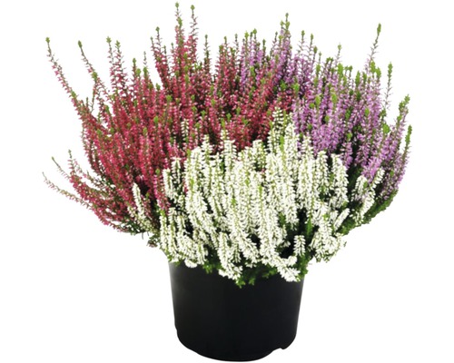 Vres trojfarebný obyčajný FloraSelf Calluna vulgaris 'Beauty Ladies' Trio kvetináč Ø 17 cm rôzne druhy