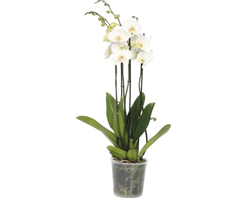 Motýlia orchidea biela FloraSelf Phalaenopsis hybrid výška 70-80 cm kvetináč Ø 17 cm 4 výhony