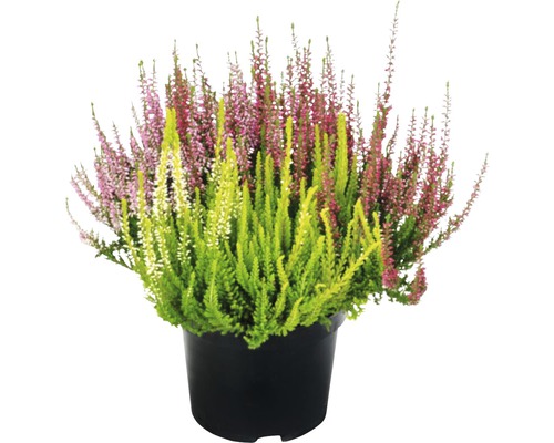 Vresovec v kvetináči