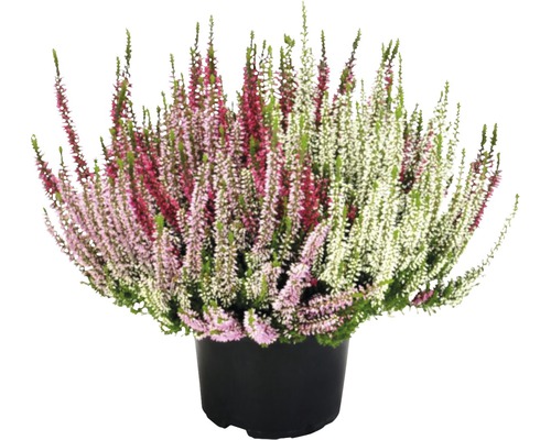 Vresovec v kvetináči