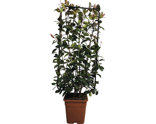 Na obrázku je popínavá rastlina s oporou v kvetináči.