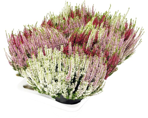 Calluna vulgaris Vres obyčajný v miske