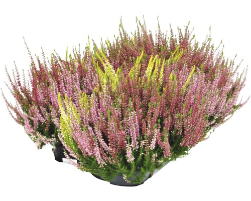 Vresovec v kvetináči