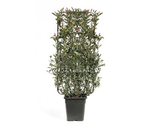 Červienka na mriežke FloraSelf Photinia x fraseri 'Red Robin' 110-50 cm kvetináč 18 l 1 ks, rôzne druhy