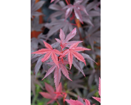 Javor dlanitolistý červený Acer palmatum 'Pixie' výška 40-60 cm kvetináč 4 l