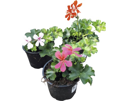 Pelargónia, muškát previsnutý Pelargonium peltatum kultivar kvetináč Ø 12 cm 1 ks, rôzne druhy