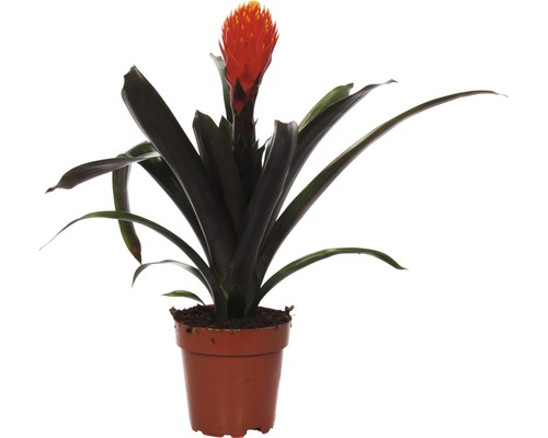 Bromélia FloraSelf Guzmania x hybrid 'Tala' výška 45-55 cm kvetináč Ø 12 cm