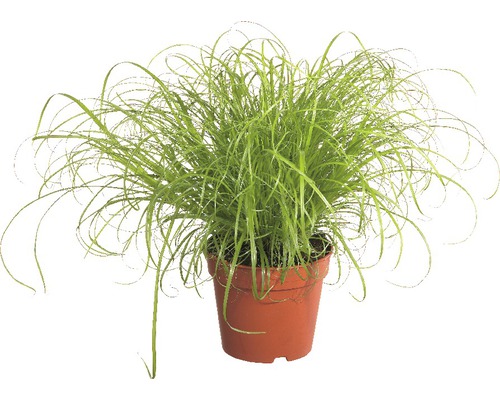 Tráva pre mačky PetSnack FloraSelf Cyperus alternifolius 'Zumula' 15-25 cm kvetináč Ø 12 cm