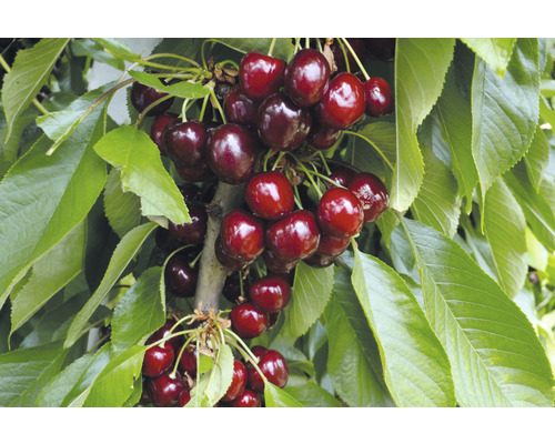 Čerešňa stĺpovitá BIO FloraSelf Bio Prunus avium 'Helene' 130-150 cm kvetináč 7,5 l Čerešňa so zrelými čerešňami a zelenými listami