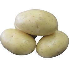 Svetlé zemiaky konzumné naskladané na sebe