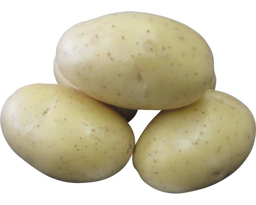 Sadzačky a sadbové zemiaky
