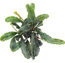 Kompaktná vodná rastlina so zvlnenými listami pre akváriá