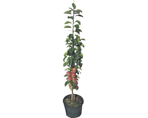 Jabloň v kvetináči s ovocím a listami