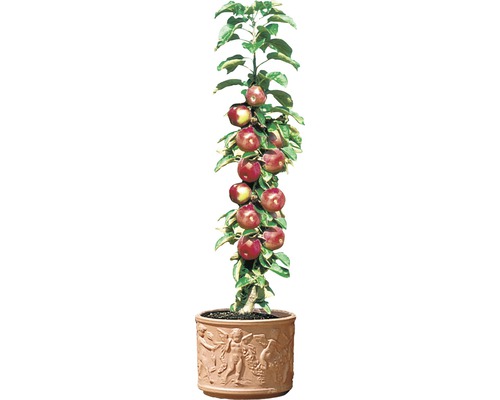 Stĺpovitá jabloň v kvetináči s reliéfnou dekoráciou