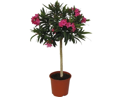 Oleander na kmeni FloraSelf Nerium oleander výška 60-80 cm kvetináč Ø 20 cm