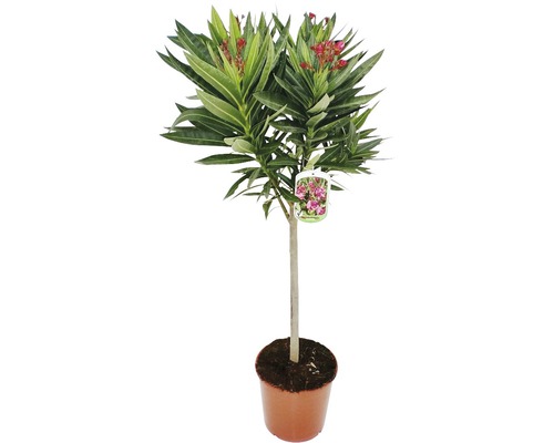 Oleander na kmienku FloraSelf Nerium oleander výška 60-80 cm kvetináč Ø 20 cm