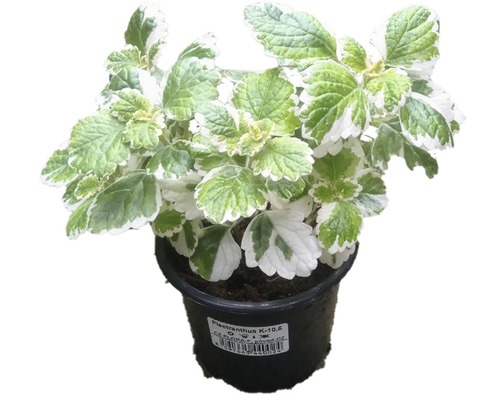 Plectranthus v kvetináči so zeleno-bielymi listami