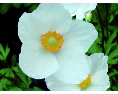 Detailný pohľad na biely kvet veternice hájnej so žltým stredom