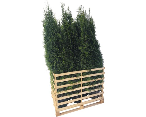 Niekoľko tují v drevenej paletovej nádobe.