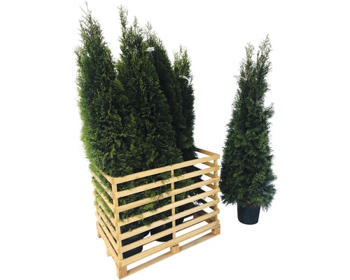 Niekoľko rastlín Thuja Smaragd v drevenom ráme a jedna rastlina vedľa