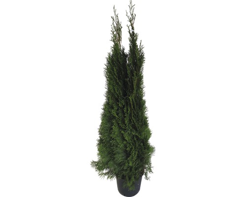 Stĺpovitý cypruš v kvetináči do záhrady