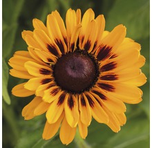 Detail kvetu Rudbeckie