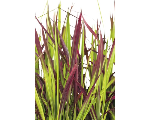 Imperáta valcovitá Imperata cylindrica var. 'Red Baron' 5-15 cm kvetináč Ø 14 cm