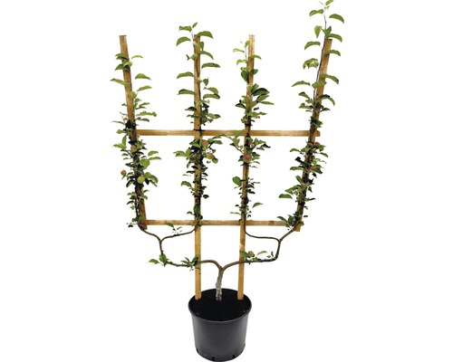 Stĺpovitá jabloň v kvetináči