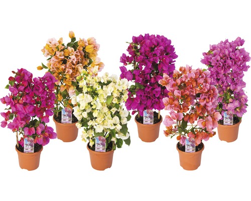 Bugenvilea na mriežke mix FloraSelf Bougainvillea glabra výška 50 cm kvetináč Ø 14 cm 1 ks, rôzne farby Bugenvilea na mriežke mix FloraSelf Bougainvillea glabra výška 50 cm kvetináč Ø 14 cm 1 ks, rôzne farby