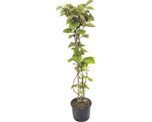 Kiwi samosprašné FloraSelf Actinidia chinensis 'Skylet' 100-150 cm kvetináč 7,5 l Rastlina kiwi v kvetináči s lezeckou pomôckou