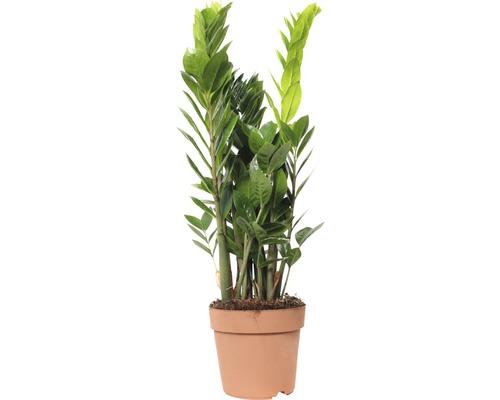 Kulkas zamiolistý FloraSelf Zamioculcas zamiifolia výška 60-70 cm kvetináč Ø 17 cm Izbová rastlina zamiokulkas v kvetináči